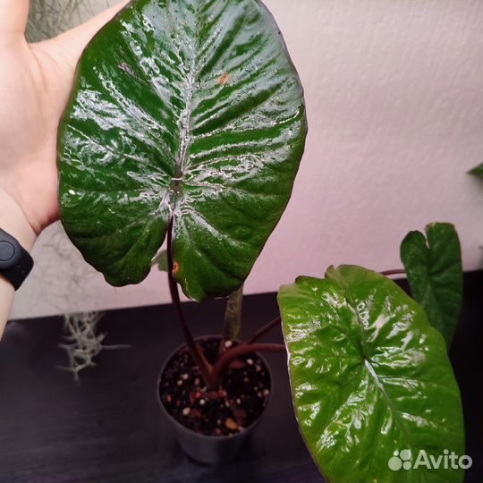 Алоказии разные сорта, детки, клубни