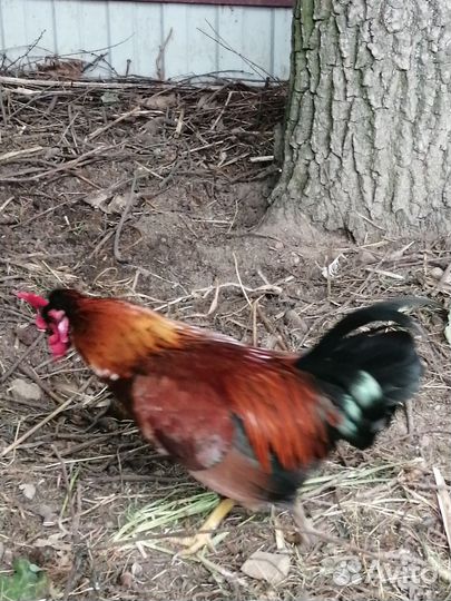 Петушки породы бентамка 4 мес на племя