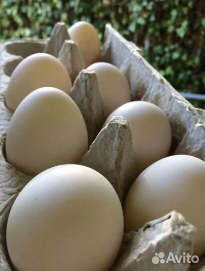Продаю домашние яйца