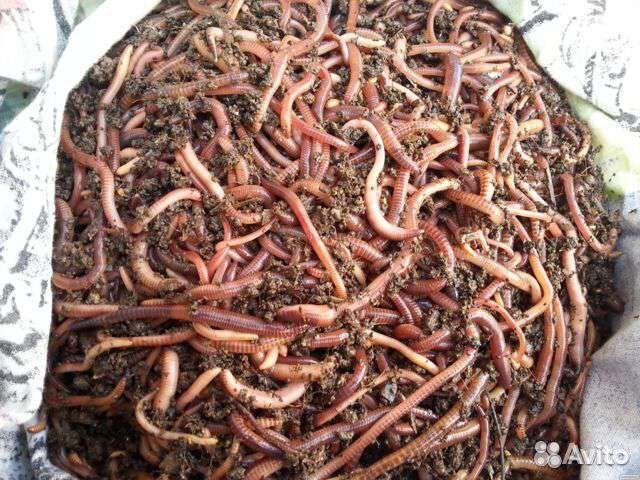 Ищу партнеров для реализации продукции вермифермы