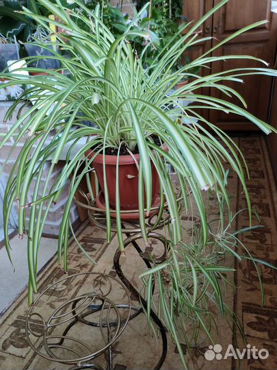 Хлорофитум