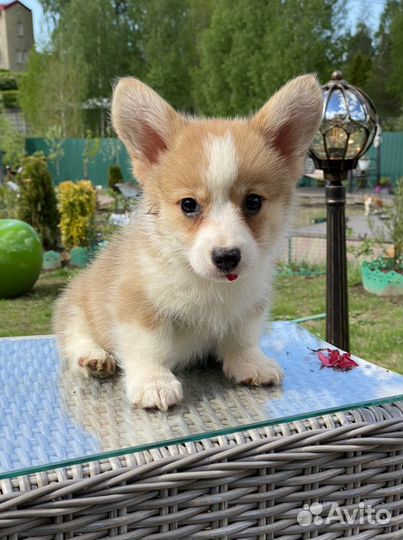 Вельш-корги пемброк