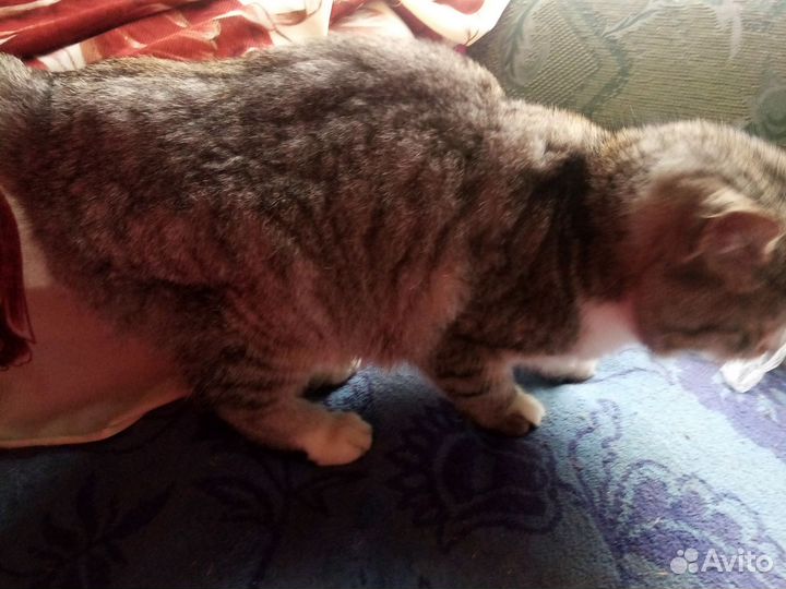 Ориентальные котята