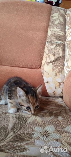 Котенок в добрые руки