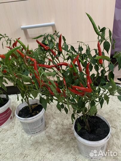 Перец комнатный острый
