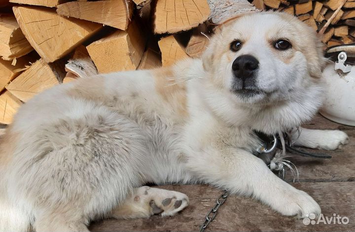 Щенок от маленькой собаки