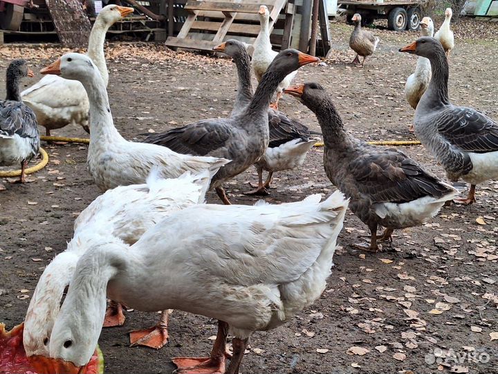 Гуси подрощенные