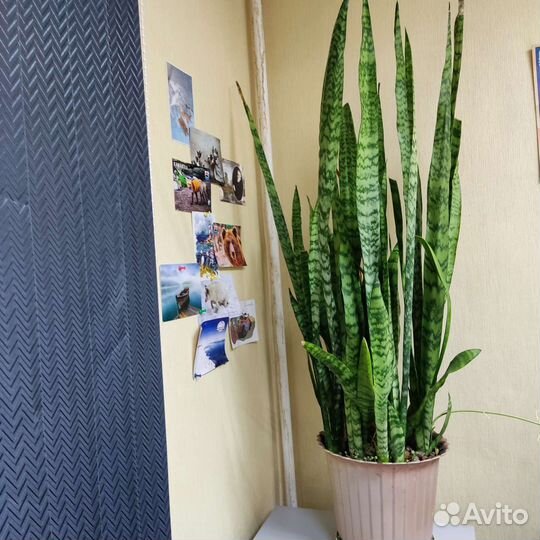Сансевиерия
