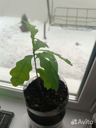 Саженцы дуба черешчатого