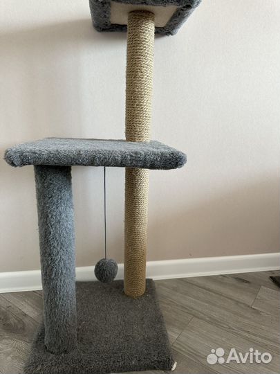 Шотландская вислоухая кошка