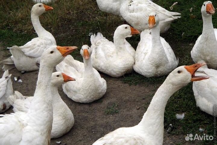 Гуси крупные самые большие легард линда серый укра