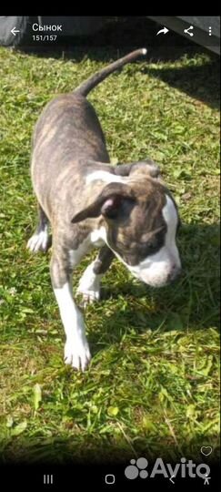 Амстафф щенок