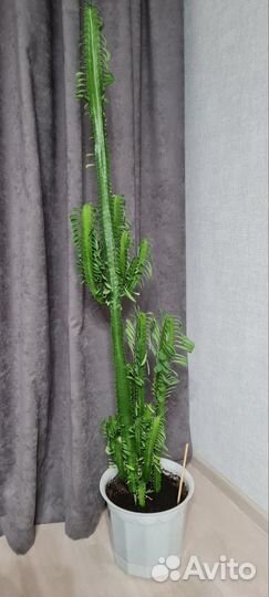 Молочай трехгранный