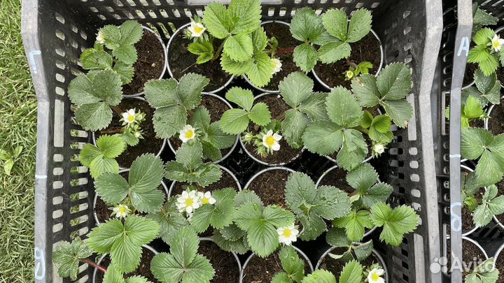 Рассада клубники Альба, азия, клери, Елизавета 2