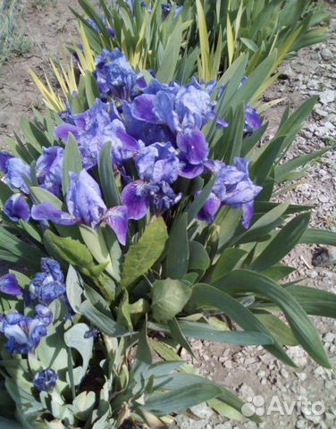 Многолетние растения