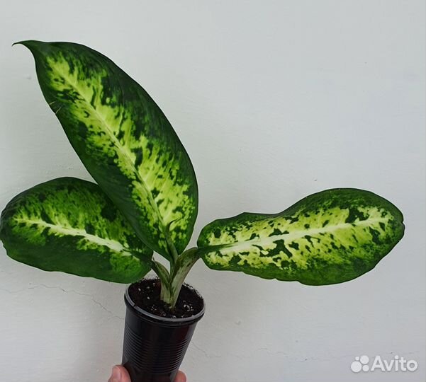 Диффенбахия Банана