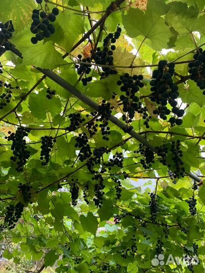 Виноград домашний сорт Альфа на вино еду