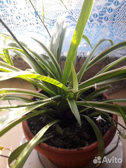 Хлорофитум