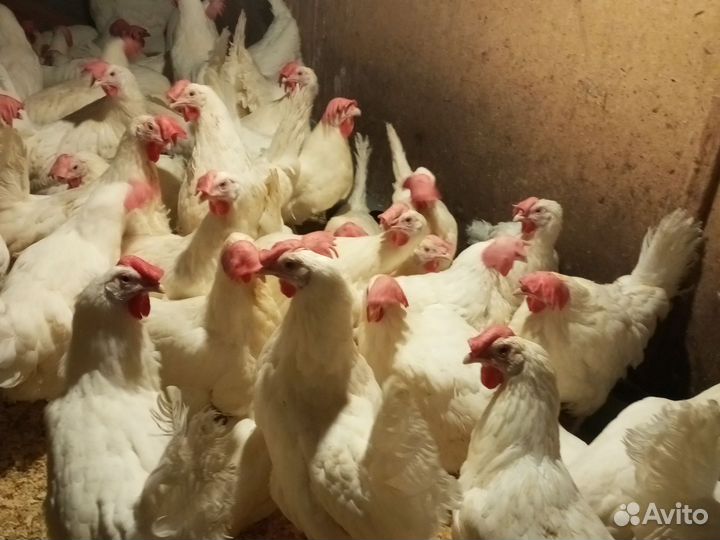 Куры несушки