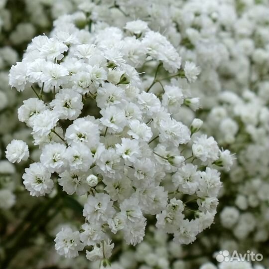 Цветы для дачи