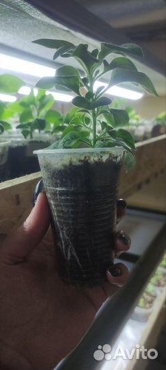 Черенки петунии Тайдал