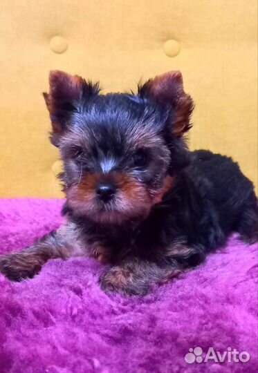 Йоркширский терьер мальчик