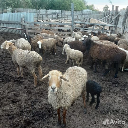 Бараны