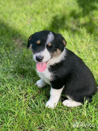 Щенок девочка 1,5мес доставка бесплатно