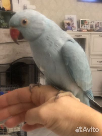 Временная передержка животных