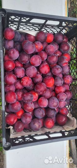 Алыча сладкая