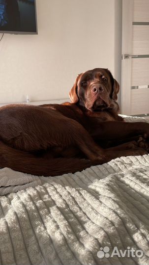 Шоколадный лабрадор вязка