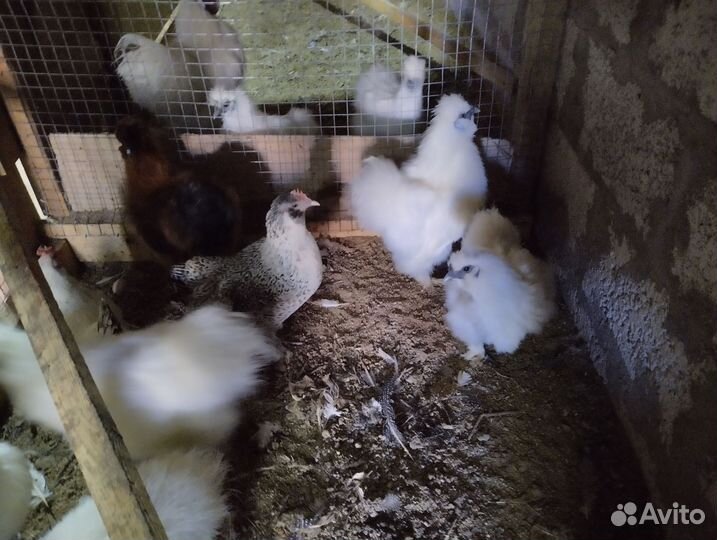 Китайские шёлковые Петушки