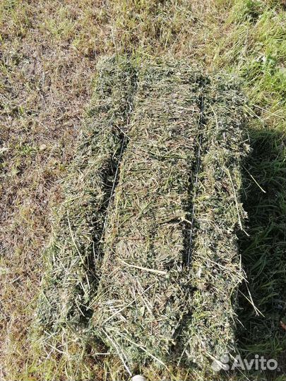 Сено люцерны, разнотравия, суданка