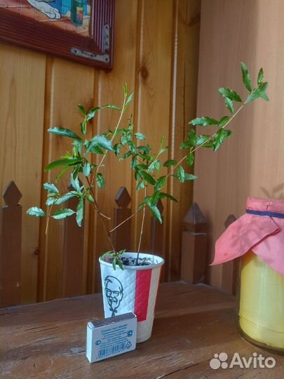 Гранат плодоносящий