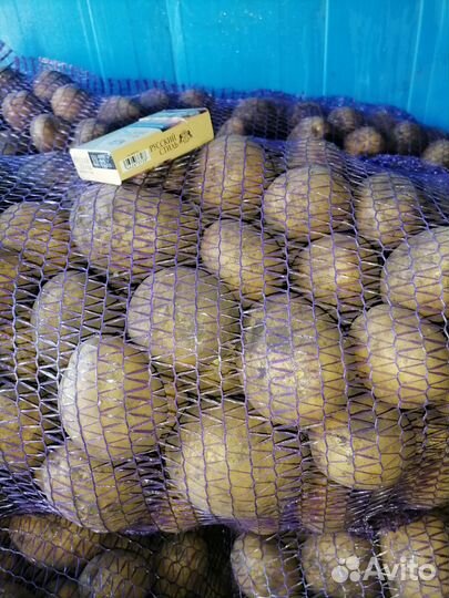 Картофель галла