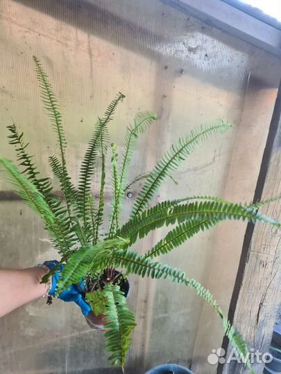 Папоротник,аспидистра, ктенанта,драцена