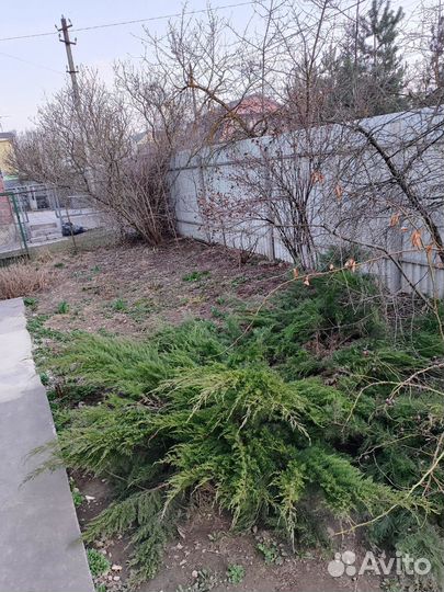 Можжевельник