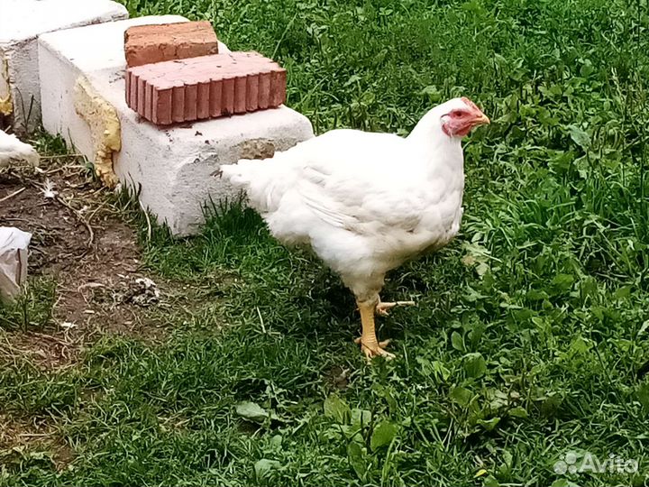Куры бройлеры тушки мясо