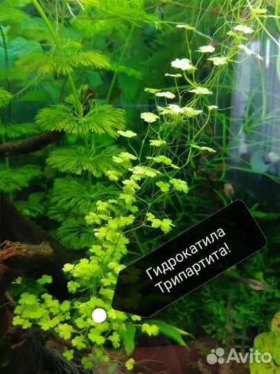Прополка аквариума