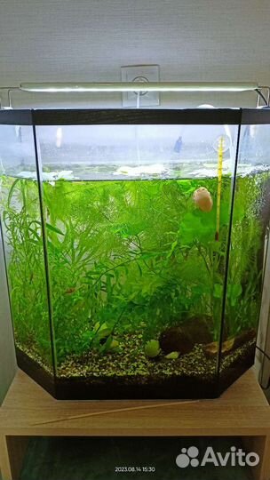 Аквариум