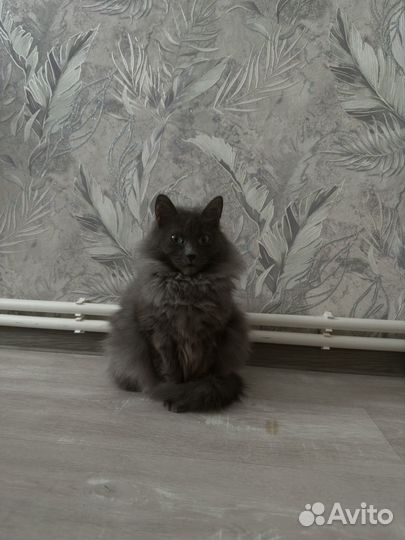 Отдам кошку в добрые руки