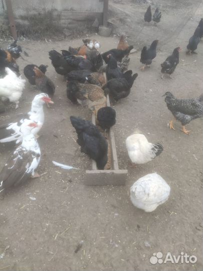 Гуси на племя и мясо