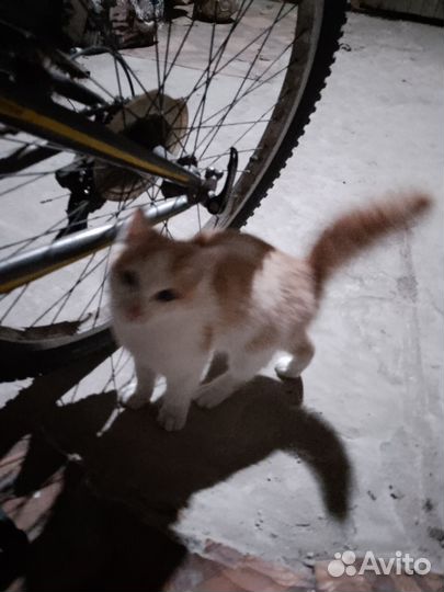 Котенок в добрые руки