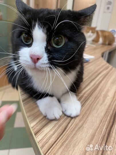 Коты в добрые руки