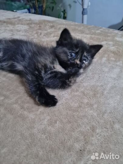 Котик и кошечка