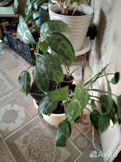 Большой комнатный цветок