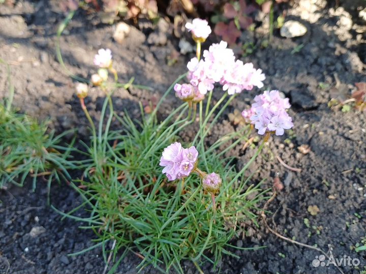 Многолетники для сада, хоста