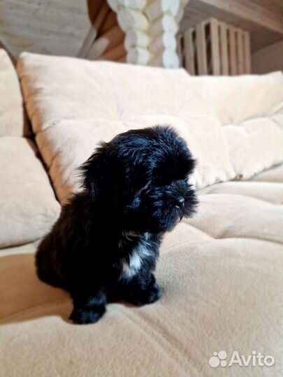 Шит цу щенки