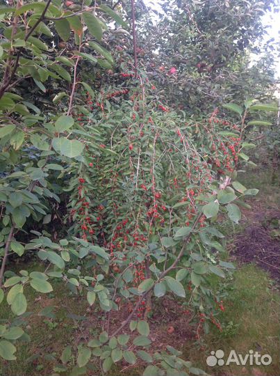 Саженцы Годжи