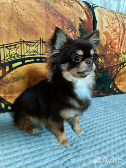 Вязка кобель чихуахуа